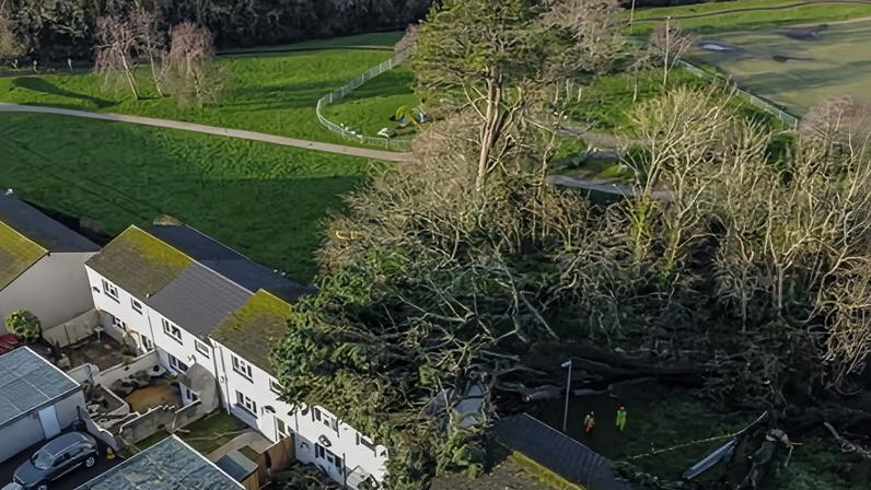 A property damaged by a fallen tree in Falmouth, Cornwall.