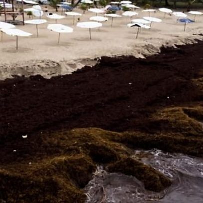 Cientistas alertam para mudança de regime com expansão de algas no mundo