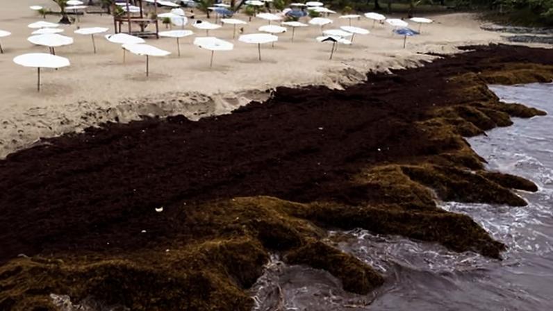 A beach in Playa Caribe, Dominican Republic, blanketed in sargassum, a floating macroalgae that forms vast colonies and drifts with the ocean currents.