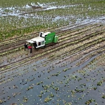 Colapso da biodiversidade ameaça segurança britânica, alertam chefes de IA