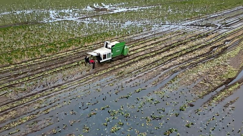 Flooded brussels sprouts harvest in Lincolnshire in 2024. ‘It is unlikely the UK would be able to maintain food security if ecosystem collapse drives geopolitical competition for food,’ says the report.