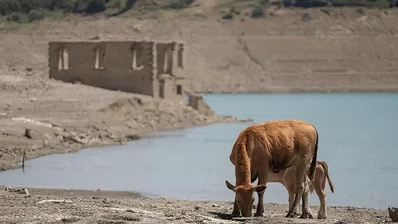 Getty Images Cows graze on parched ground near the remains of the flooded village of Kallio in Greece, which was exposed by the low water levels of the Mornos reservoir in July 2025.