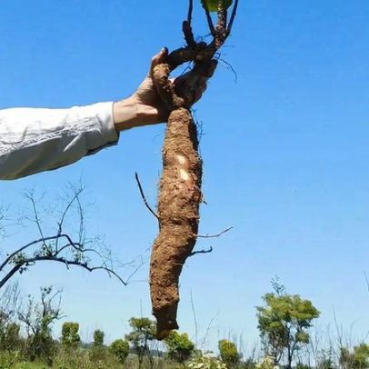 Plantas rasteiras do Cerrado passam dos 100 anos, aponta estudo