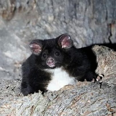 Ex-ministro de NSW condena Forestry Corporation após avistamento de den trees