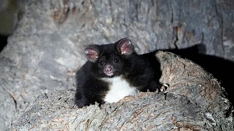 Citizen scientists detected 102 trees they say are home to endangered greater gliders in Glenbog state forest, which is scheduled for logging in the next few weeks.