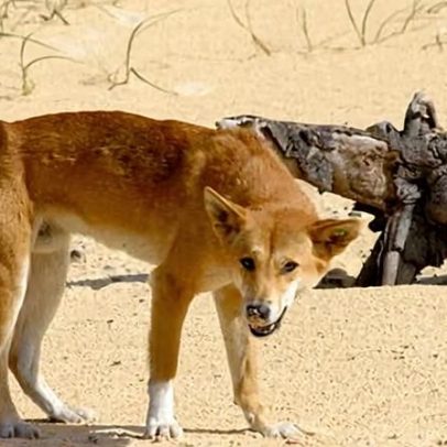 Dingoes de K’gari podem enfrentar extinção após morte de mochileiro