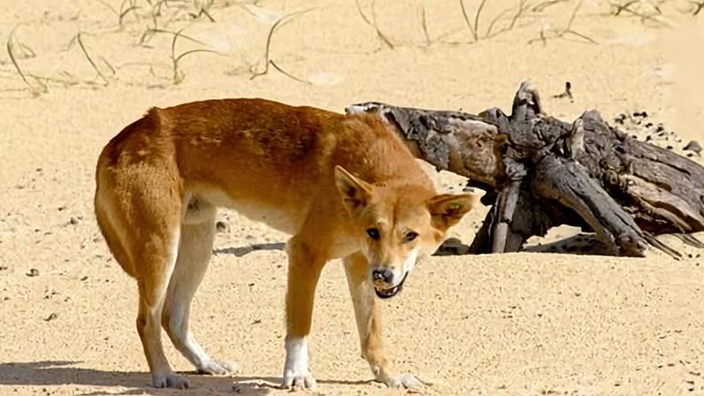 K’gari’s isolated dingo population has low genetic diversity and high levels of inbreeding, says Dr Kylie Cairns, an expert in dingo genetics.