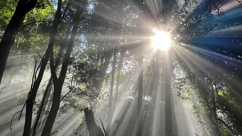 A 16-year-old’s body was found in Blue Gum forest in the NSW Blue Mountains after a search by rescue helicopters, paramedics and rescue squads.