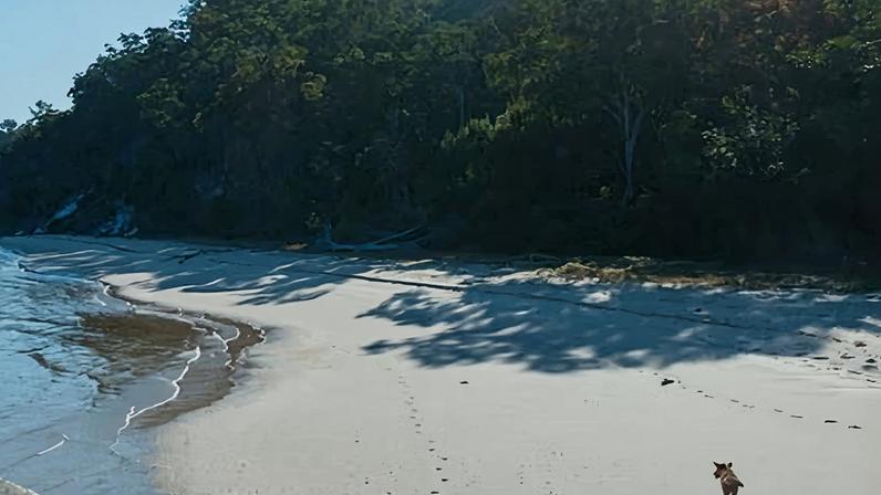 A dingo on a beach at K’gari, formerly known as Fraser Island, off the Queensland coast. Between 100 and 200 dingoes live on the large sand island.