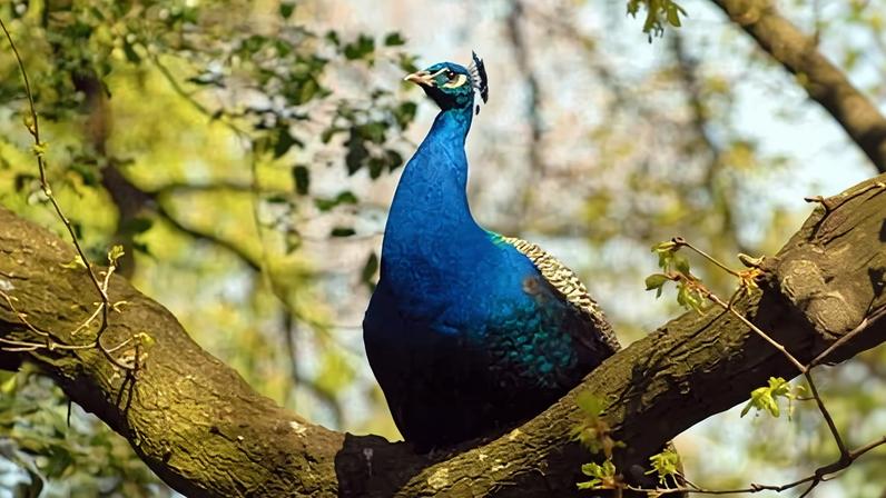 A peacock basking in the sunshine in Holland Park, west London.