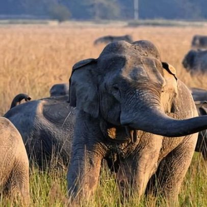 Busca por elefante de único dente após 22 mortos em ataque na Índia