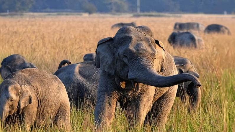 A herd of wild elephants pictured in the Nagaon district of India’s north-eastern state of Assam. Over the past five years, more than 2,800 people in India have died from deadly encounters with elephants.