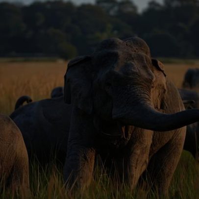 Busca por elefante com uma presa após 22 mortos na Índia