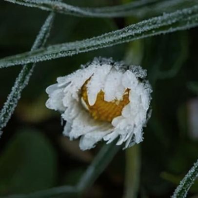Floração de centenas de plantas no Reino Unido indica agravamento climático