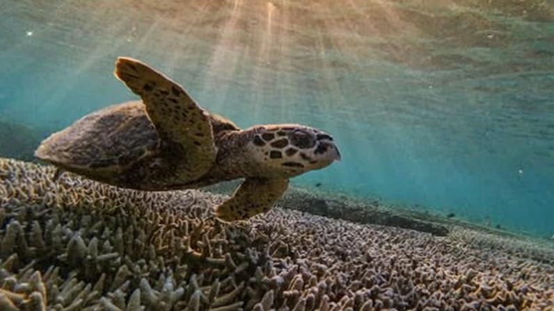 Great Barrier Reef corals were subjected to up to 10% more heat stress during a 2022 bleaching event because ships in the region were not emitting as much sulphur, the study says.