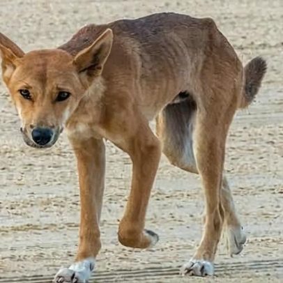 Dingoes de K'gari serão eutanizados após morte de turista canadense