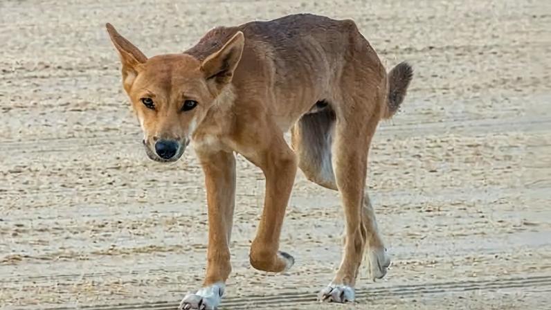 A wild pure bred dingo on the beach at K'gari in Queensland’s Wide Bay-Burnett region. K’gari, formerly known as Fraser Island, is home to an estimated 200 dingoes, which are sacred to the Indigenous Butchulla people.