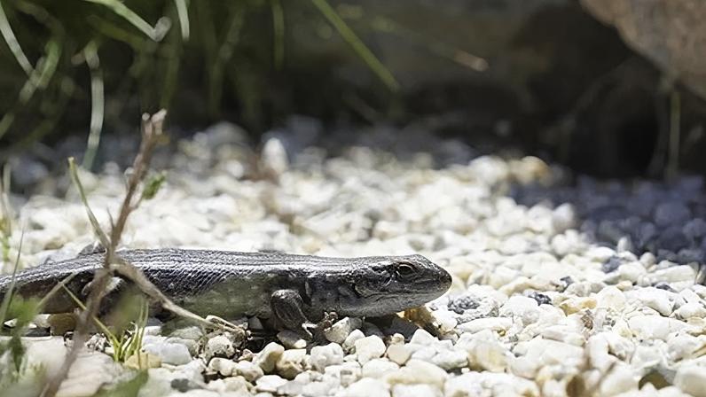 A guthega skink in the hands of Dr Zak Atkins in Victoria, Australia