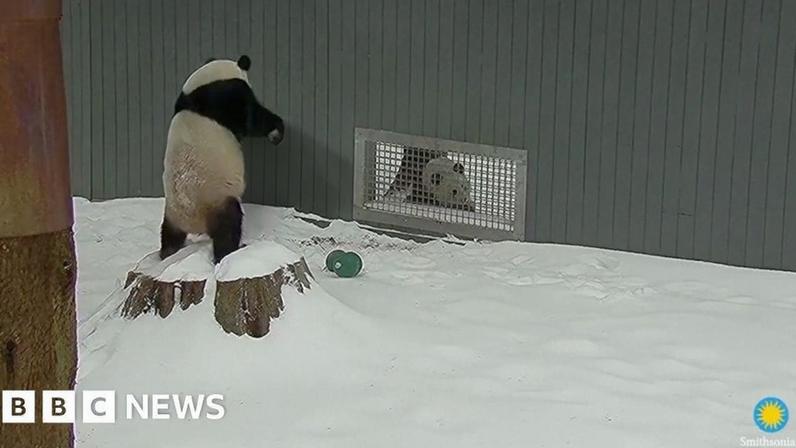 Pandas frolic in the snow.