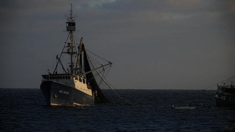 Estudo rastreia barcos de pesca para entender calor e distribuição de peixes