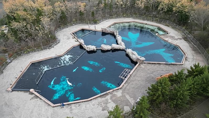 An aerial view of belugas held in captivity at the now closed Artic Cove exhibit at Marineland in Niagara Falls, Canada, on 13 November 2025.