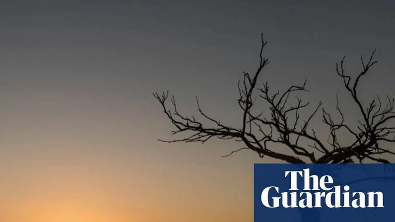Sunrise across the Australian desert with a black tree in the foreground