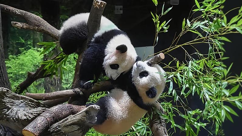 Twin giant pandas Xiao Xiao (upper) and his sister Lei Lei at Ueno Zoological Gardens in Tokyo. The pair are being sent back to China.