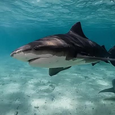 Quatro ataques em 48h nas praias do leste australiano elevam risco de tubarões