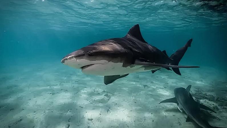There are manifold reasons why recorded shark encounters are rising in Australia's oceans - but fatalities are relatively rare