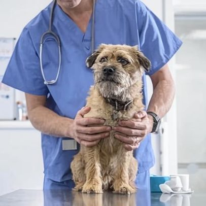 Reformas no setor veterinário do Reino Unido visam reduzir custos de cuidados com pets