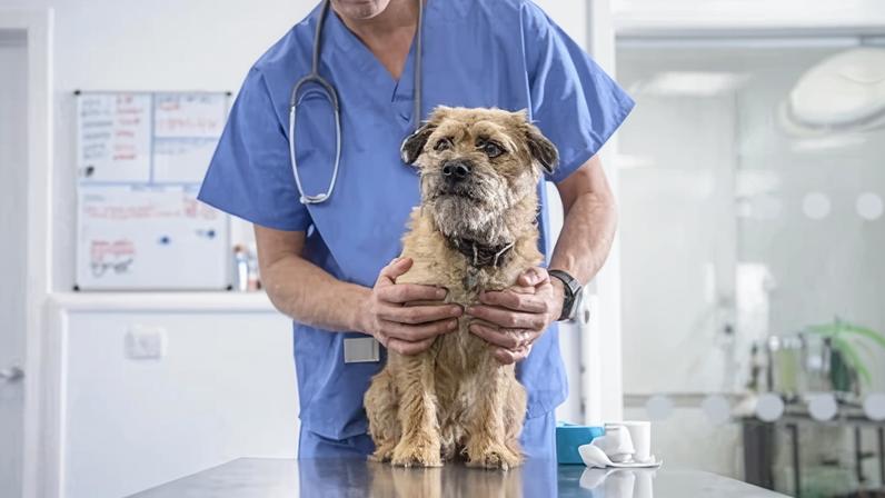 It is estimated that 60% of UK households have a pet and £6.3bn was spent on vet services in 2024.