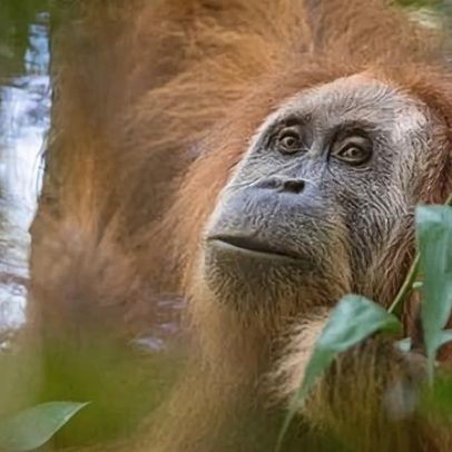 Indonésia atua contra mineradoras após inundações devastarem o símio mais raro