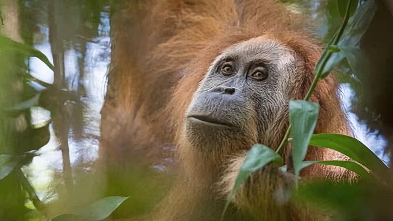 A Tapanuli orangutan – the species, with a population of about 800, is limited to the Batang Toru forests of North Sumatra, Indonesia.