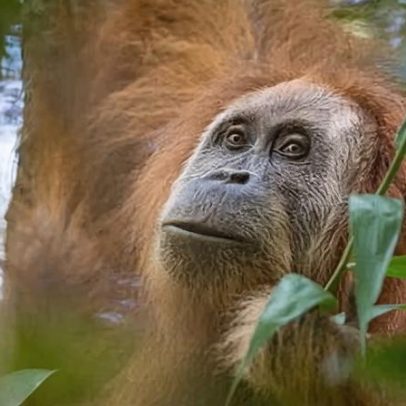 Indonésia atua contra mineradoras após enchentes dizimarem macaco mais raro
