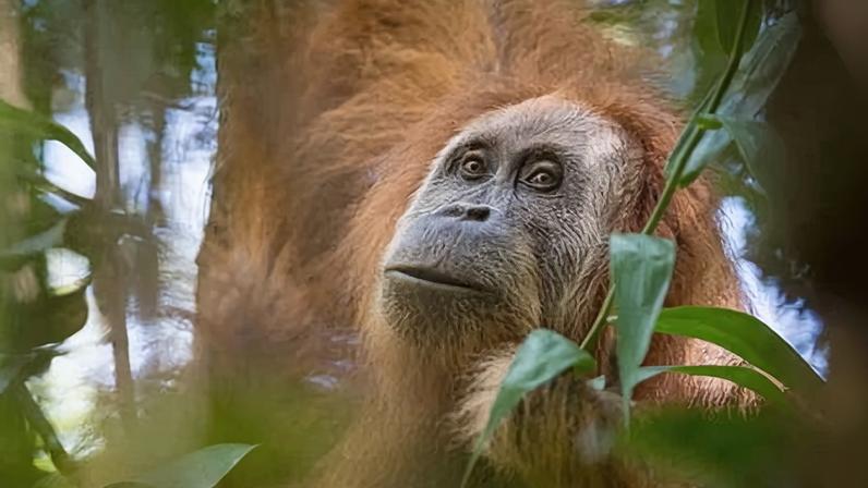 A Tapanuli orangutan – the species, with a population of about 800, is limited to the Batang Toru forests of North Sumatra, Indonesia.