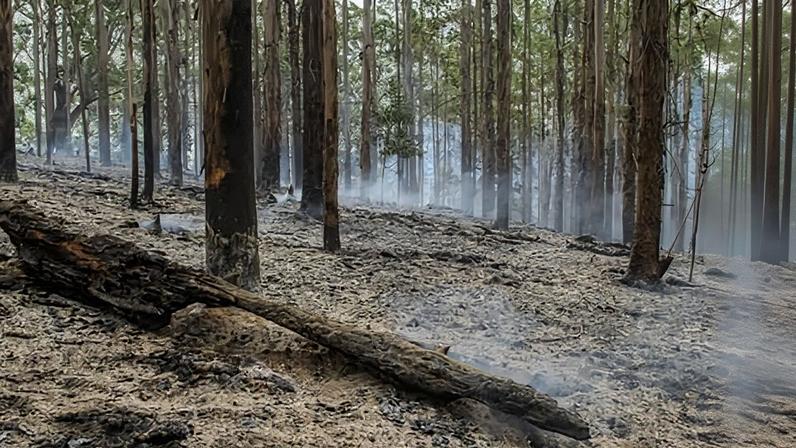 Burnt forest outside of Gellibrand in Victoria on Wednesday. Communities in Gellibrand, Barongarook, Barongarook West, Carlisle River, Charleys Creek, Kawarren, Lovat and Wimba have been advised of watch and act conditions after an emergency-level warning was downgraded on Wednesday afternoon.