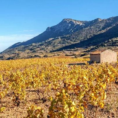 Eles impressionaram os degustadores: 30 vinhos icônicos do Roussillon
