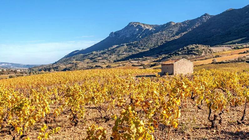 Découvrez les 30 cuvées de la région Roussillon qui ont séduit la rédaction.