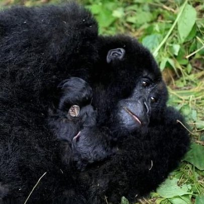 Gêmeos raros nascidos na RDC geram esperança para gorilas-da-montanha