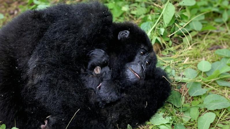 Mafuko, an endangered mountain gorilla, with her twins in Virunga national park. The newborns must survive disease, poachers’ snares and infanticide but births mark huge conservation success.