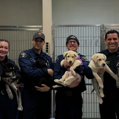 Filhotes tratados por overdose de fentanil vão para adoção em Washington