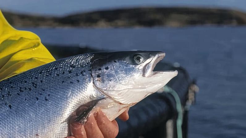 Organic farmed salmon off the Western Isles, Scotland.