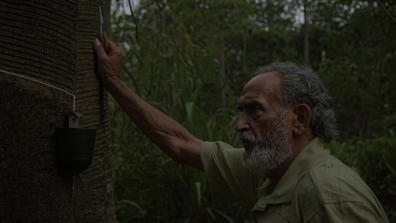 In the Chico Mendes Extractive Reserve, in Brazil’s western Amazon, daily life still depends on the forest. Families tap rubber, collect Brazil nuts, and manage small plots without clearing large areas. The reserve is named after Chico Mendes, the rubber tapper and labor leader murdered in 1988 for defending that way of life. More than three decades later, the logic he argued for — that forests are better protected when people can make a living from them — has returned to the center of Brazilian conservation policy.
