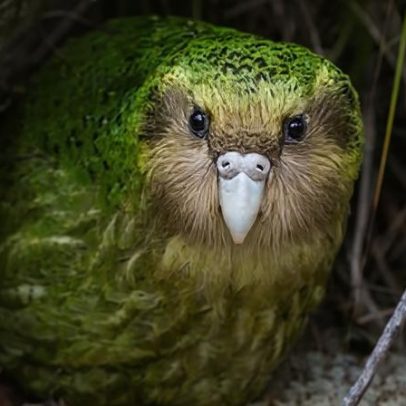 Safra de frutas abundante pode ampliar temporada de acasalamento do kakapo