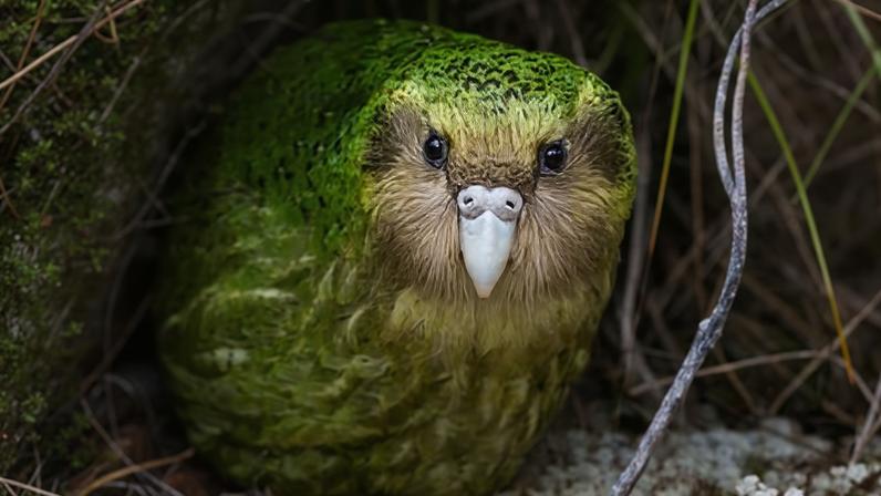 A male kākāpō peers out from the bushes. The chunky parrots are thought to live between 60-80 years, can weigh up to 4kg, and are famously entertaining.