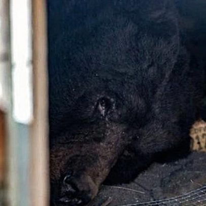 Urso que vivia debaixo de casa na Califórnia foi removido
