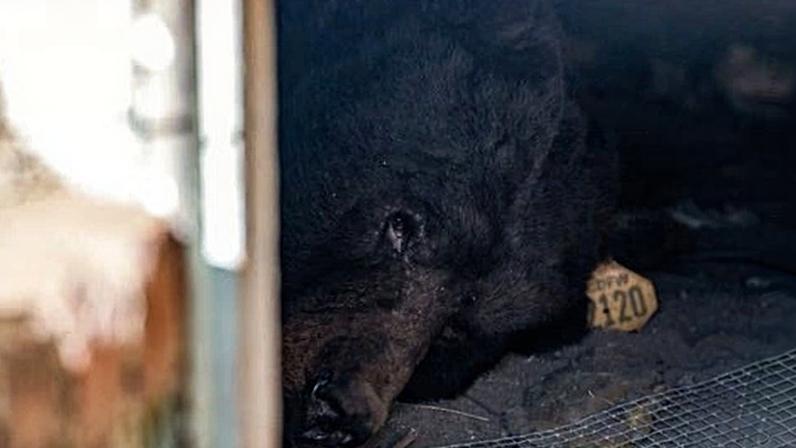 A bear lies inside a crawl space beneath a home in Altadena, California, on 1 December 2025.