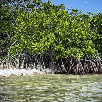 Tribunal decide que governo holandês discriminou Bonaire em adaptação ao clima
