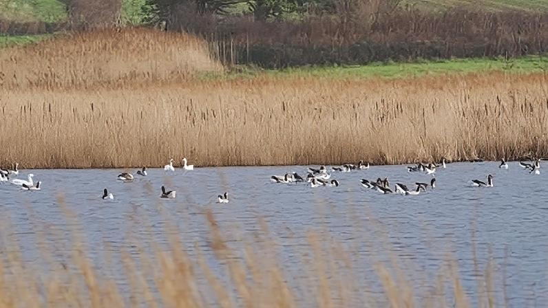 Eels, roaches, carp and bream were among the species to die at St Ouen's Pond last August