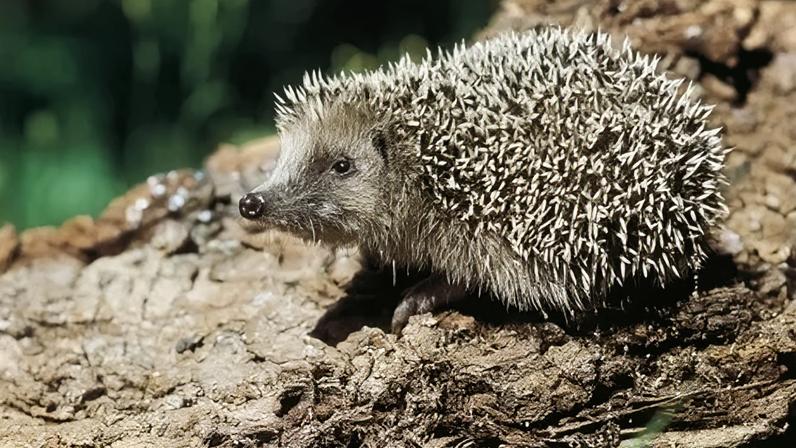 Surrey Wildlife Trust says one third of the county's species are in serious decline or already extinct